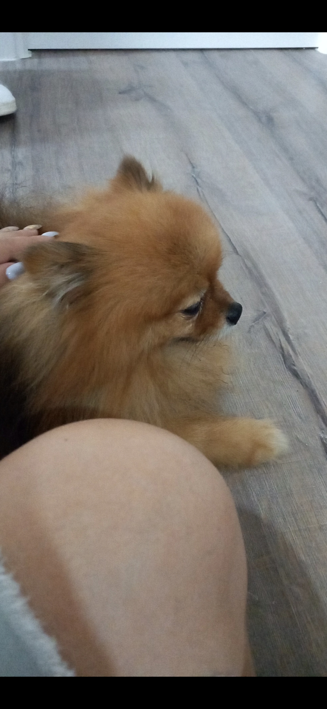 Andreia pet sitting - Lisboa - Pet Sitting e Pet Walking