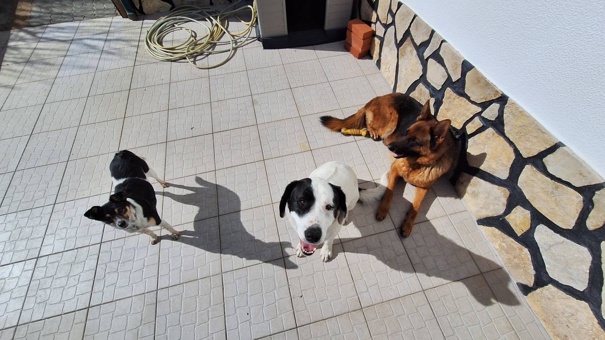 Joaosilva.dogtrainer - Alcobaça - Treino de Cães - Aulas