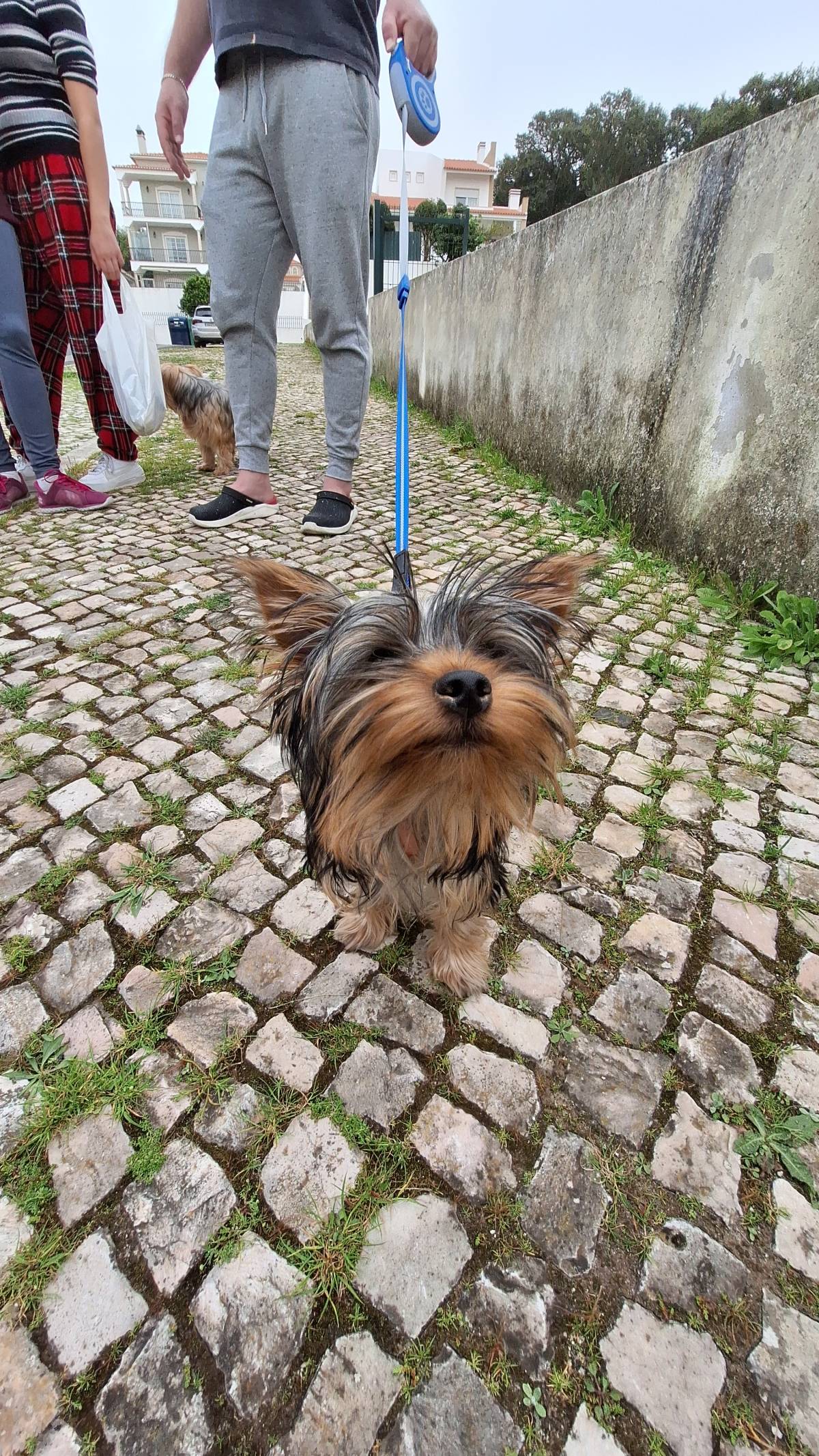 Joaosilva.dogtrainer - Alcobaça - Dog Training