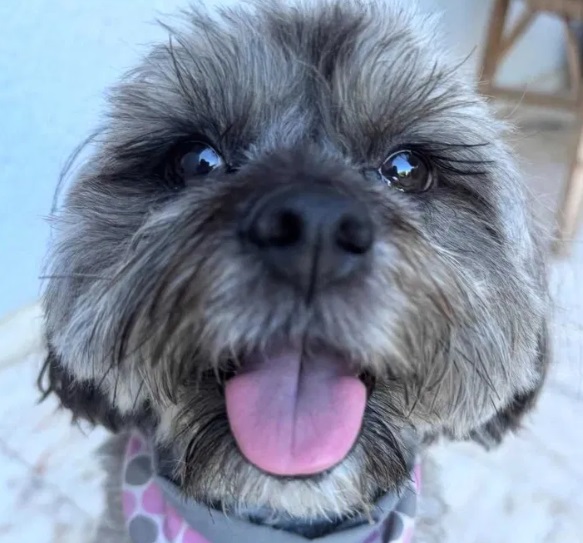 Cláudia Rosa - Setúbal - Hundetagesstätte (Hundesitter)