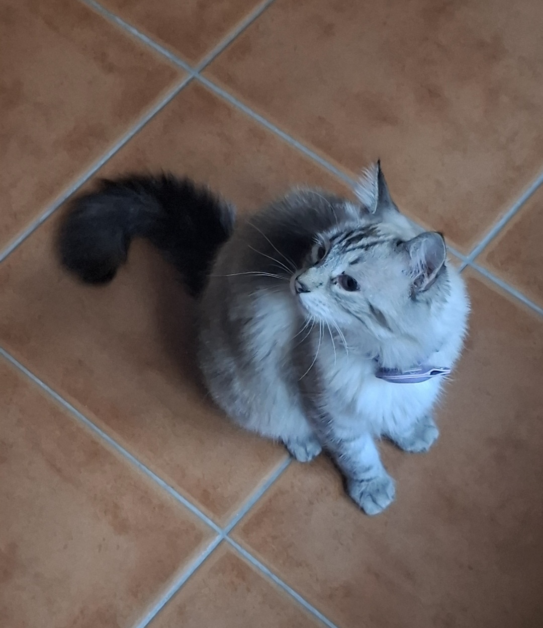 Andreia pet sitting - Lisboa - Dog Sitting