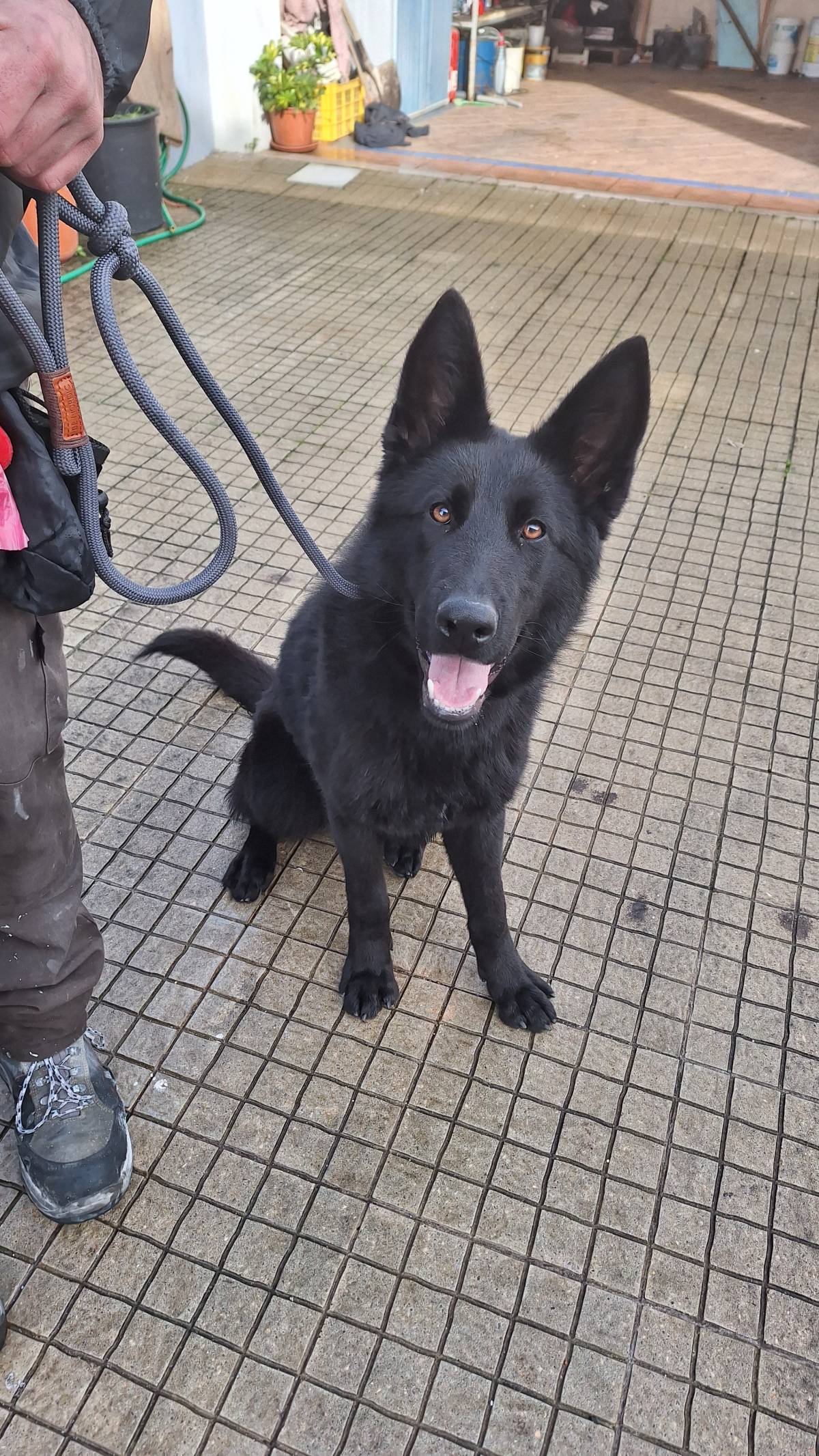 Joaosilva.dogtrainer - Alcobaça - Dog Training