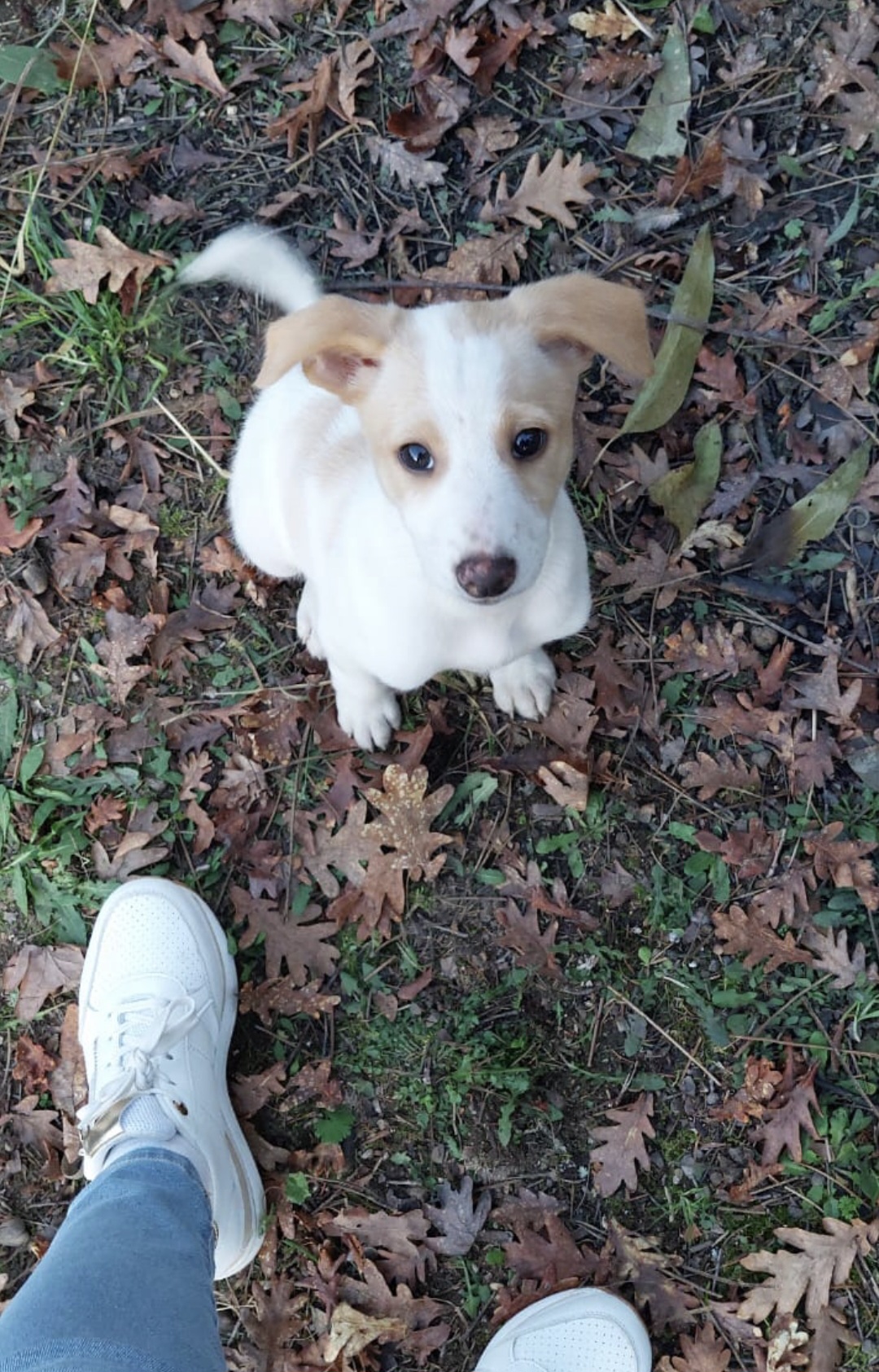Andreia pet sitting - Lisboa - Dog Walking