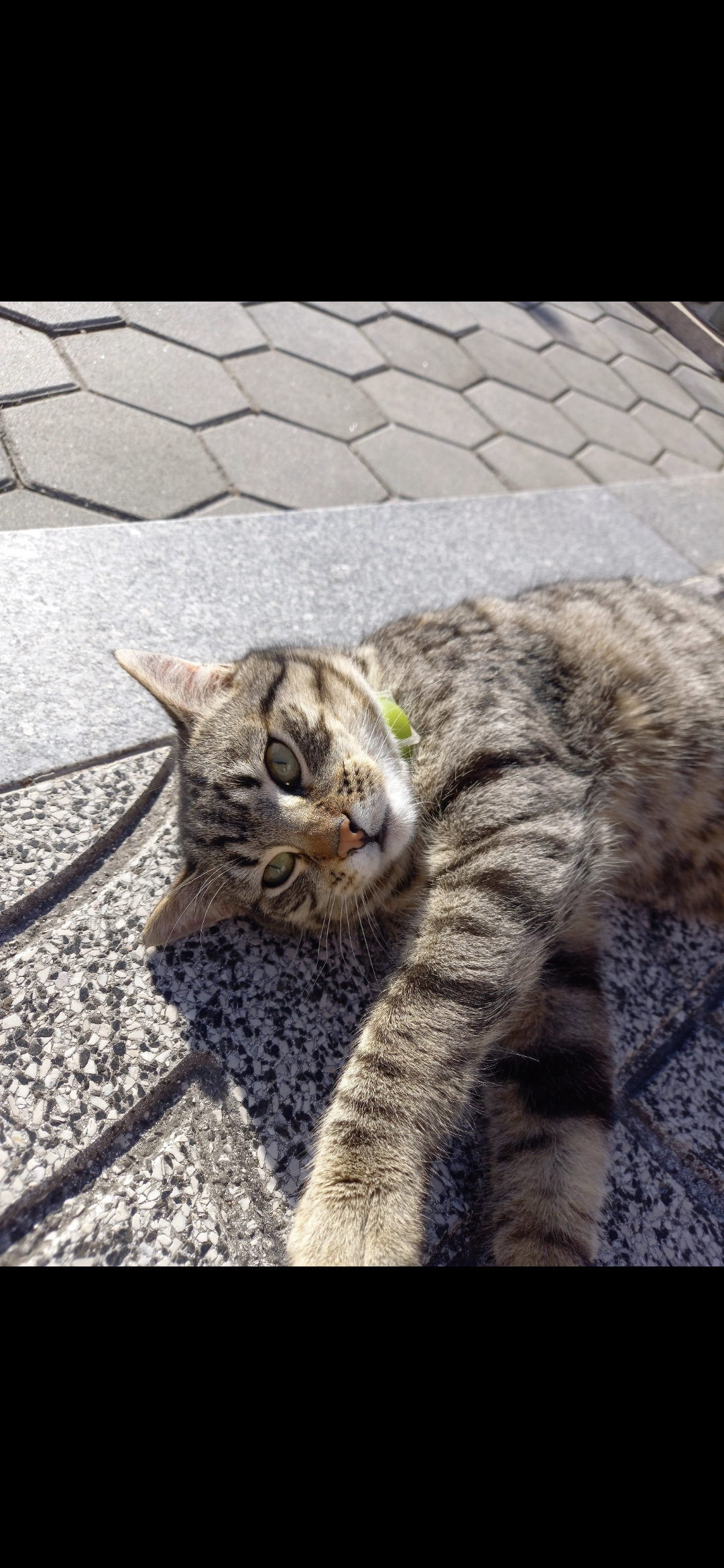 Andreia pet sitting - Lisboa - Dog Sitting