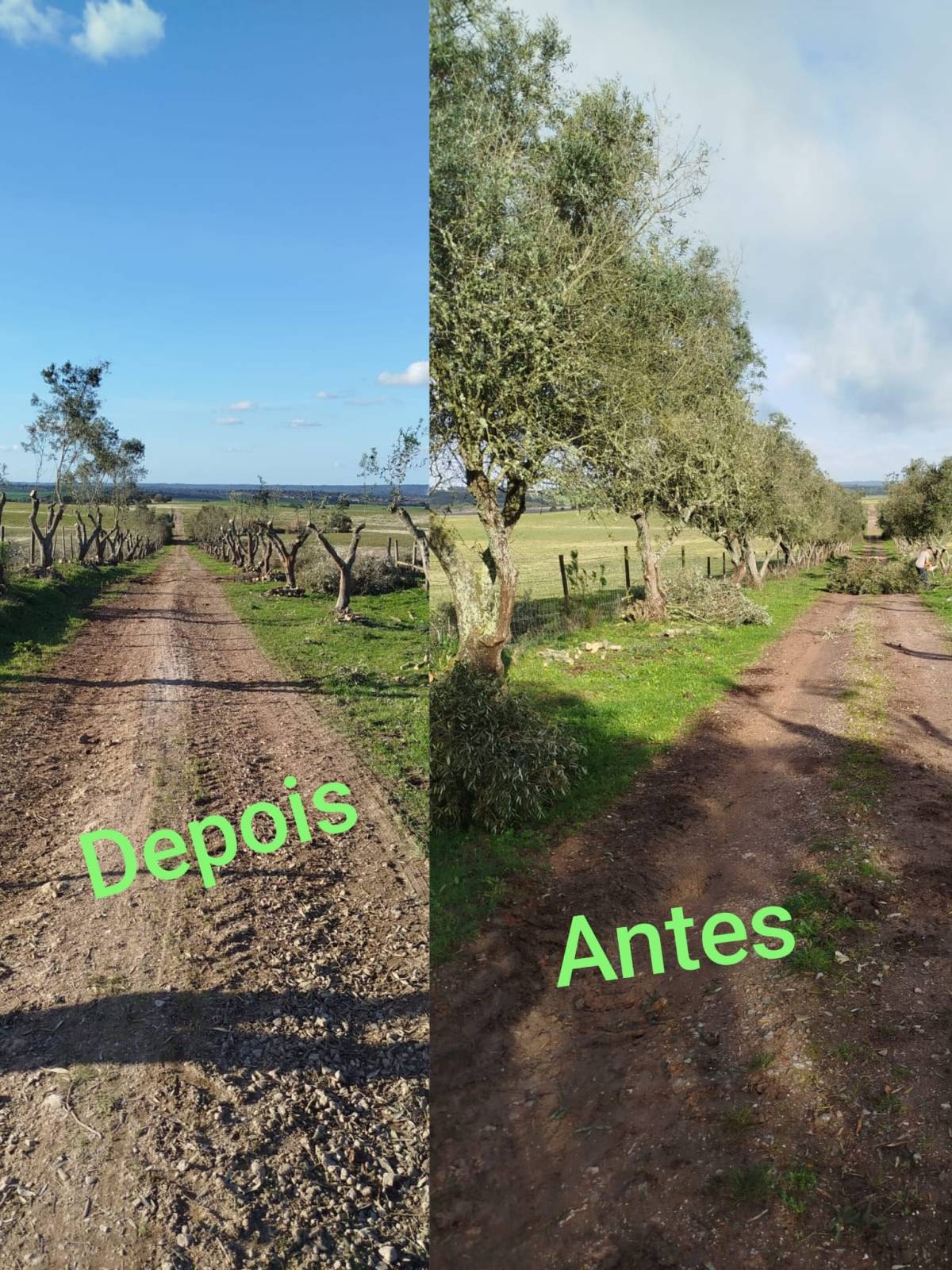 Antonio Videira - Vendas Novas - Tree Planting