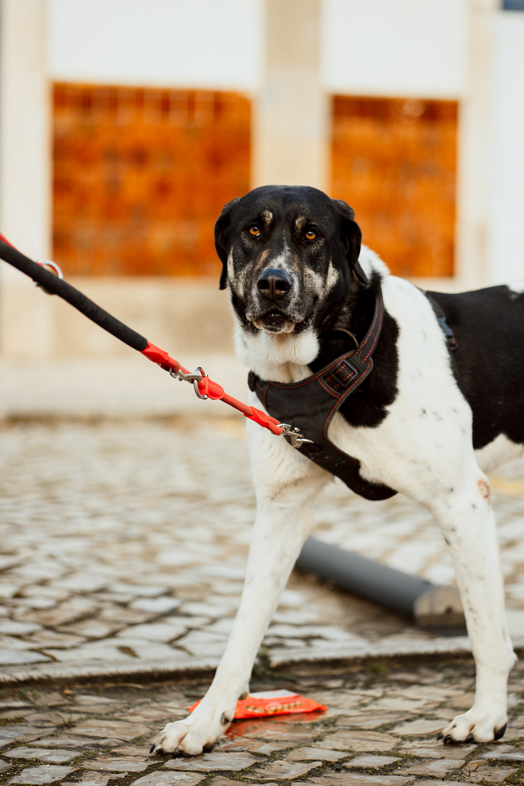 Joaosilva.dogtrainer - Alcobaça - Dog Training - Private Lessons