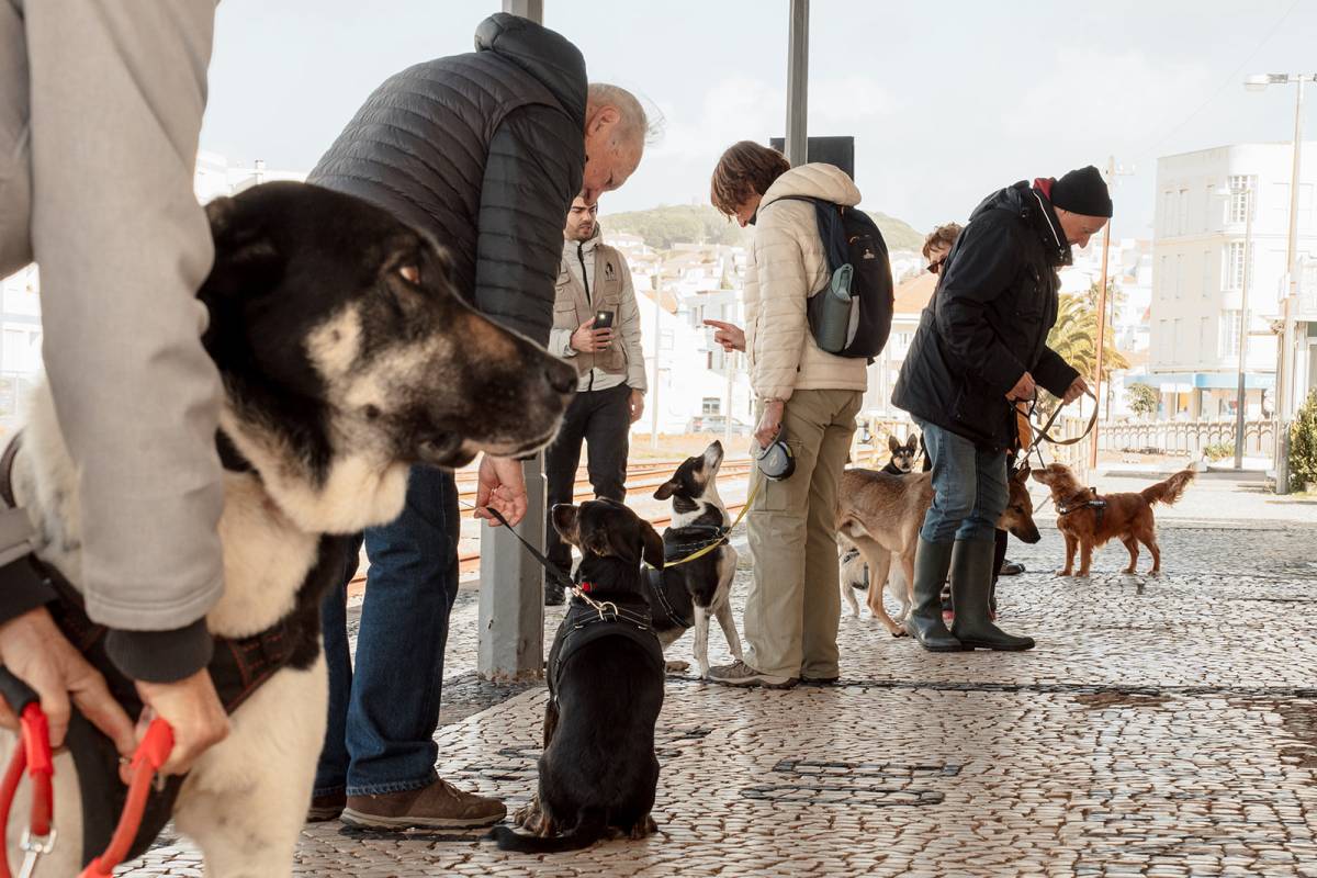 Joaosilva.dogtrainer - Alcobaça - Dog Training