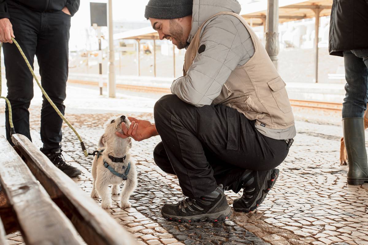 Joaosilva.dogtrainer - Alcobaça - Dog Training