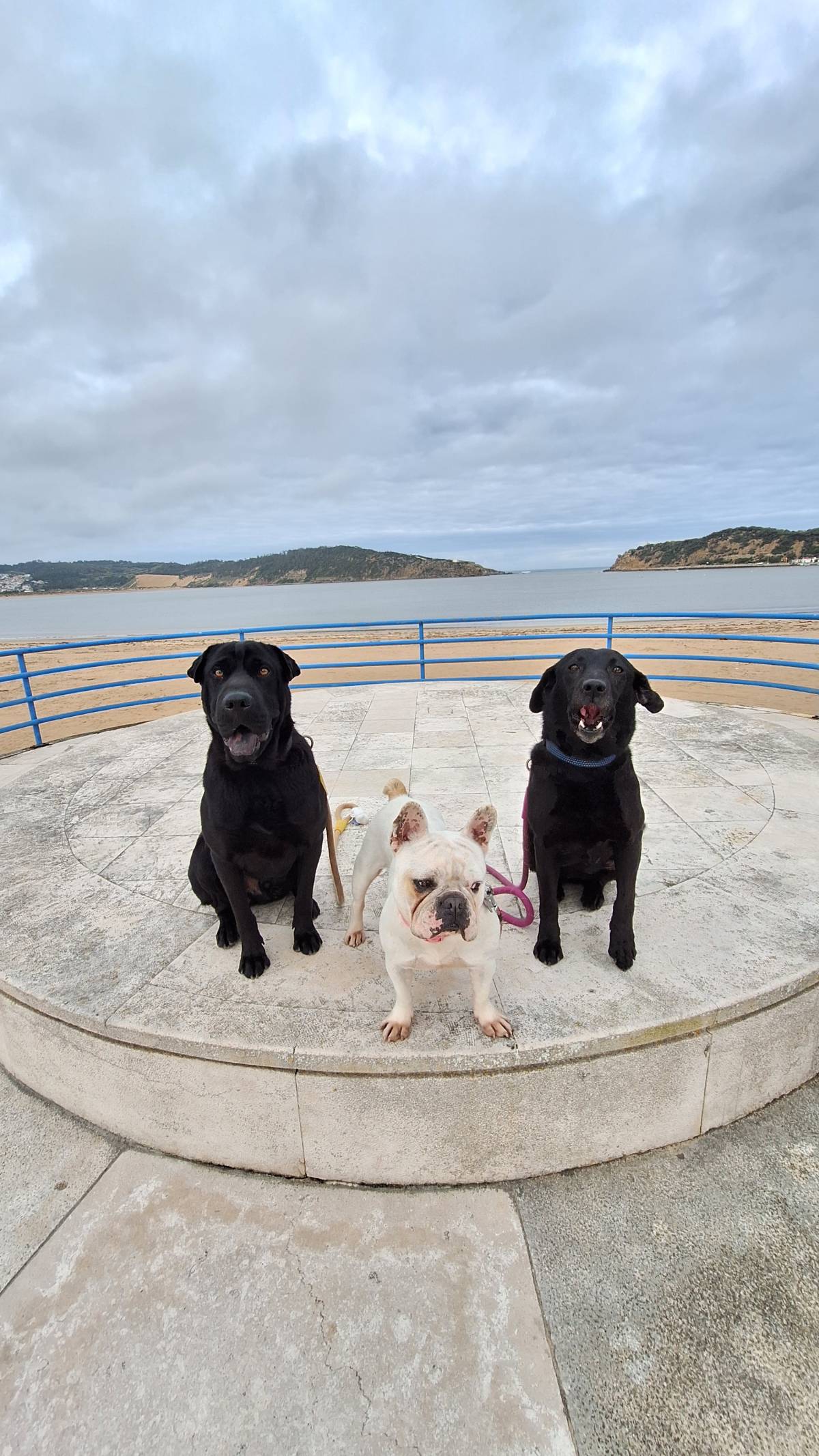 Joaosilva.dogtrainer - Alcobaça - Dog Training - Private Lessons