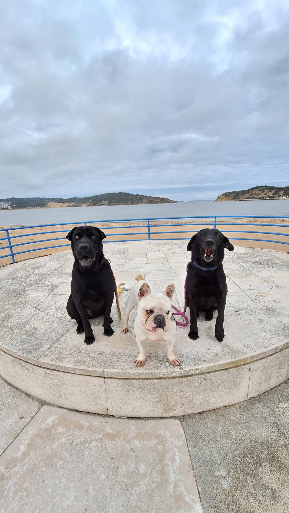 Joaosilva.dogtrainer - Alcobaça - Treino de Cães - Aulas