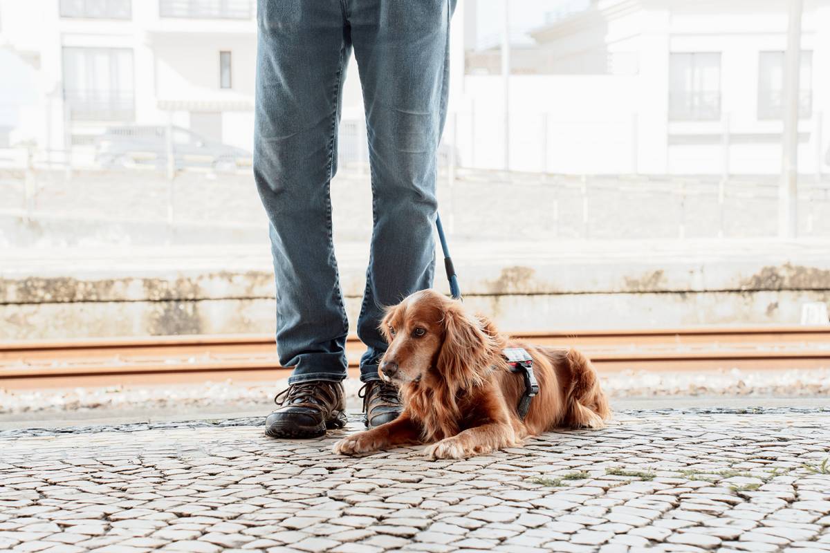 Joaosilva.dogtrainer - Alcobaça - Dog Training - Private Lessons