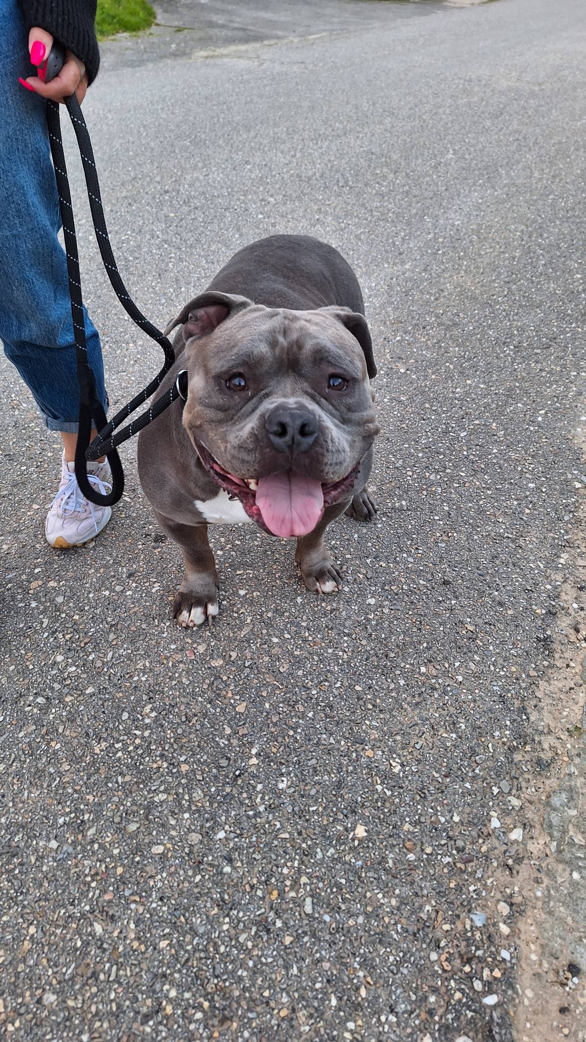 Joaosilva.dogtrainer - Alcobaça - Treino de Cães