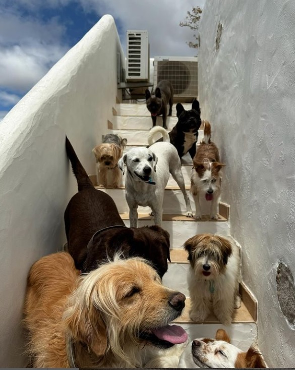 Cláudia Rosa - Palmela - Hotel de Animais de Estimação