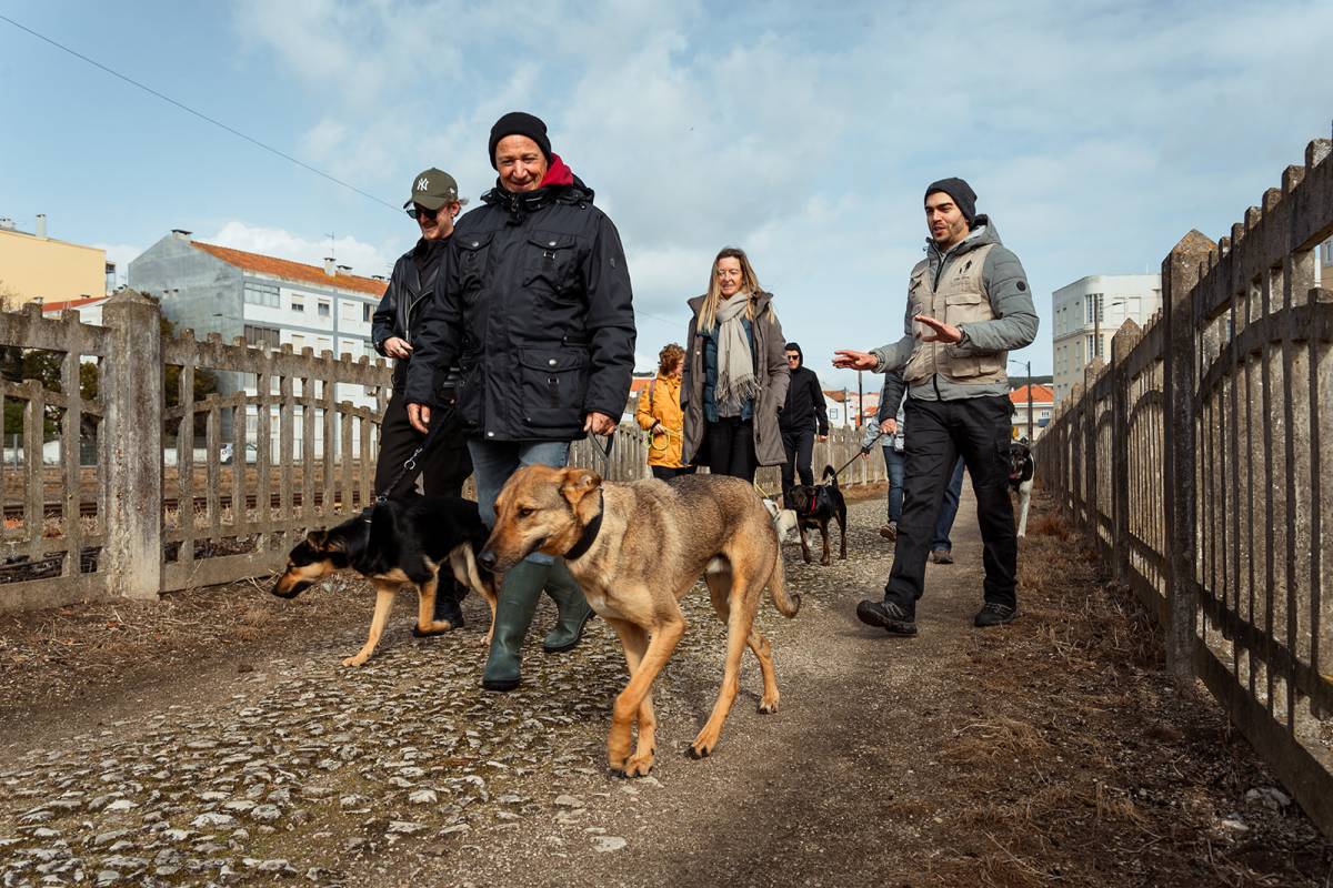 Joaosilva.dogtrainer - Alcobaça - Treino de Cães
