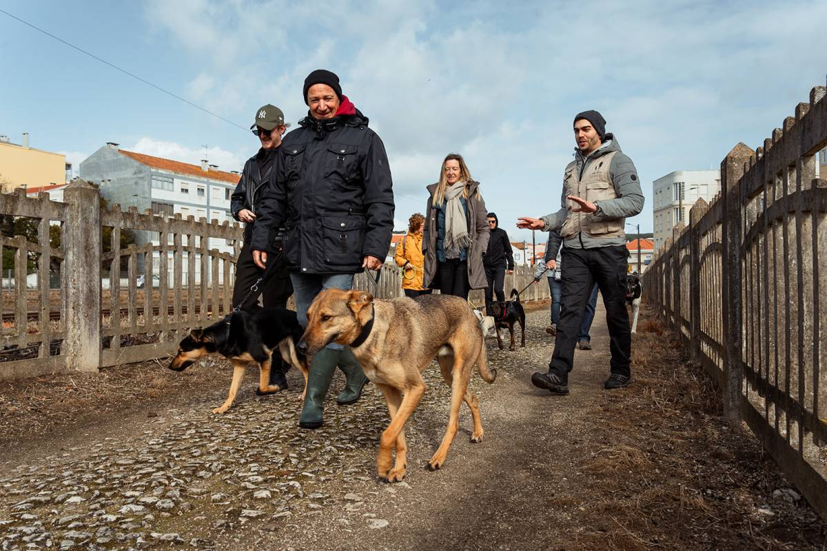Joaosilva.dogtrainer - Alcobaça - Dog Training