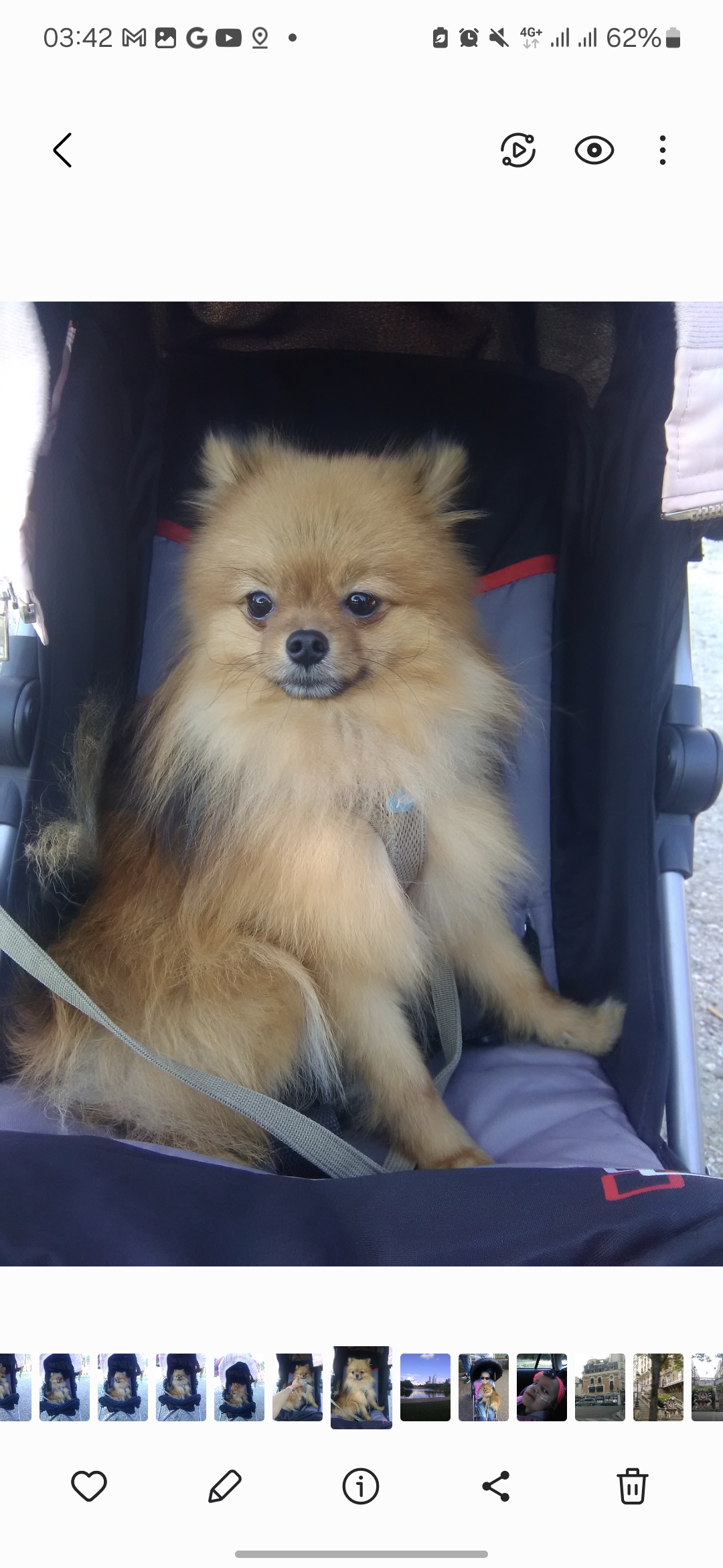 Andreia pet sitting - Lisboa - Pet Sitting