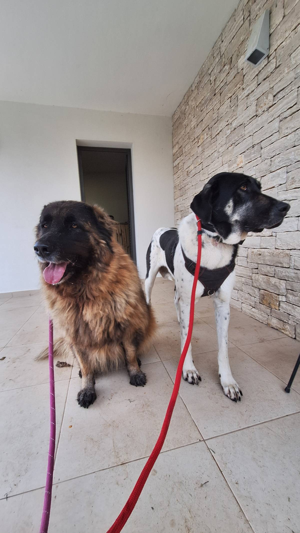 Joaosilva.dogtrainer - Alcobaça - Dog Training - Private Lessons