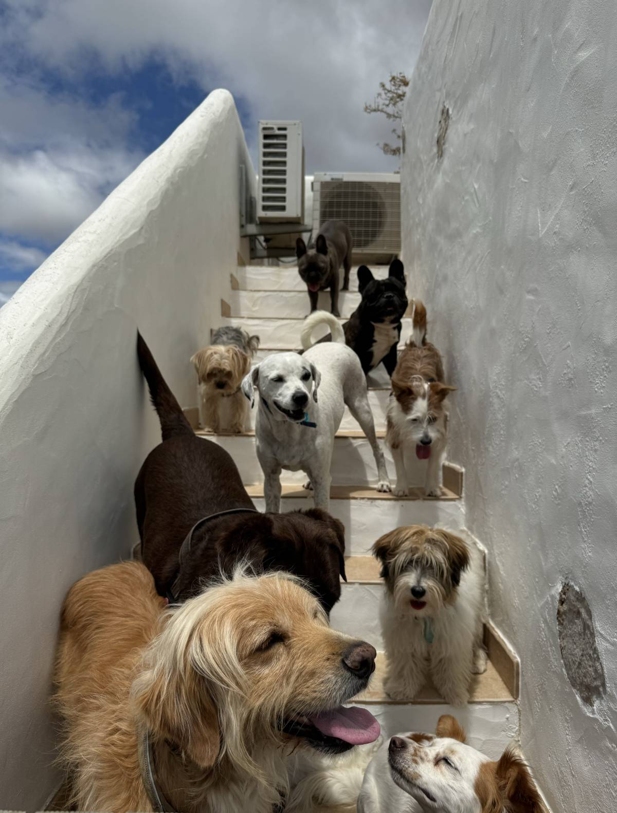 Cláudia Rosa - Palmela - Creche para Cães