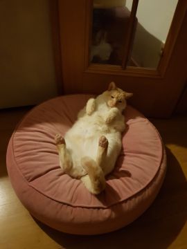 Pet Care and Grooming - Joana Pereira - Plön