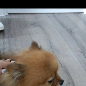 Andreia pet sitting - Lisboa - Pet Sitting e Pet Walking