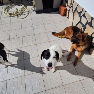 Joaosilva.dogtrainer - Alcobaça - Dog Training - Private Lessons