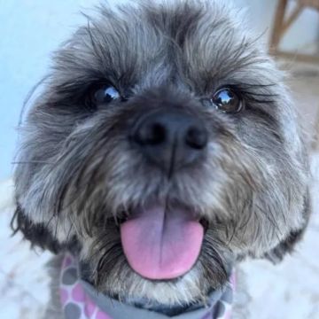 Cláudia Rosa - Setúbal - Hundetagesstätte (Hundesitter)
