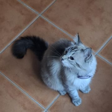 Andreia pet sitting - Lisboa - Dog Sitting