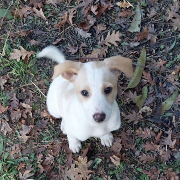 Andreia pet sitting - Lisboa - Dog Walking