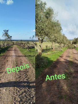 Antonio Videira - Vendas Novas - Tree Planting