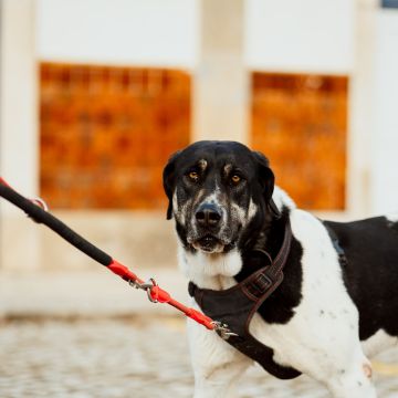 Joaosilva.dogtrainer - Alcobaça - Dog Training - Private Lessons