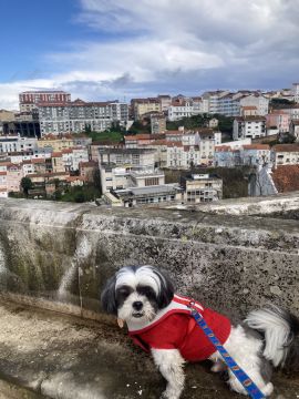 Hotel para Cães