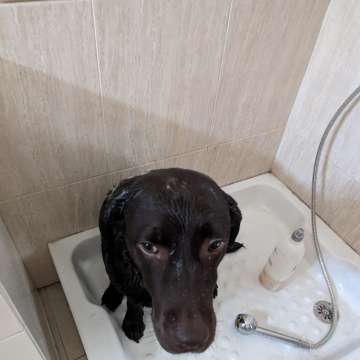 Nicolas - Alcochete - Dog Hotel