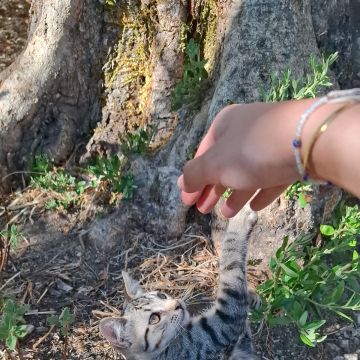Andreia pet sitting - Lisboa - Dog Walking