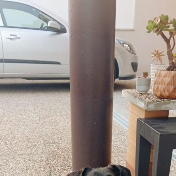 Maria Gouveia - Valongo - Paseador de perros