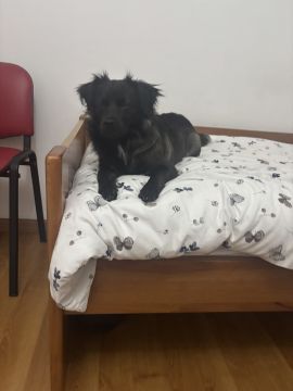 Hotel de Animais de Estimação - Hotel e Creche para Animais