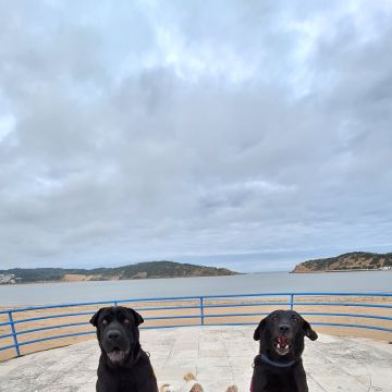 Joaosilva.dogtrainer - Alcobaça - Dog Training - Private Lessons