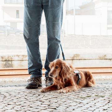 Joaosilva.dogtrainer - Alcobaça - Dog Training - Private Lessons