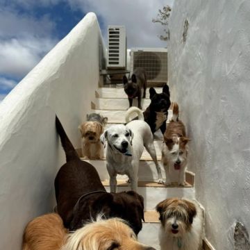 Cláudia Rosa - Palmela - Hotel de Animais de Estimação