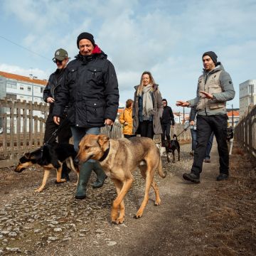 Joaosilva.dogtrainer - Alcobaça - Treino de Cães