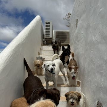 Cláudia Rosa - Palmela - Creche para Cães