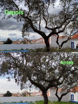 Antonio Videira - Vendas Novas - Weeding