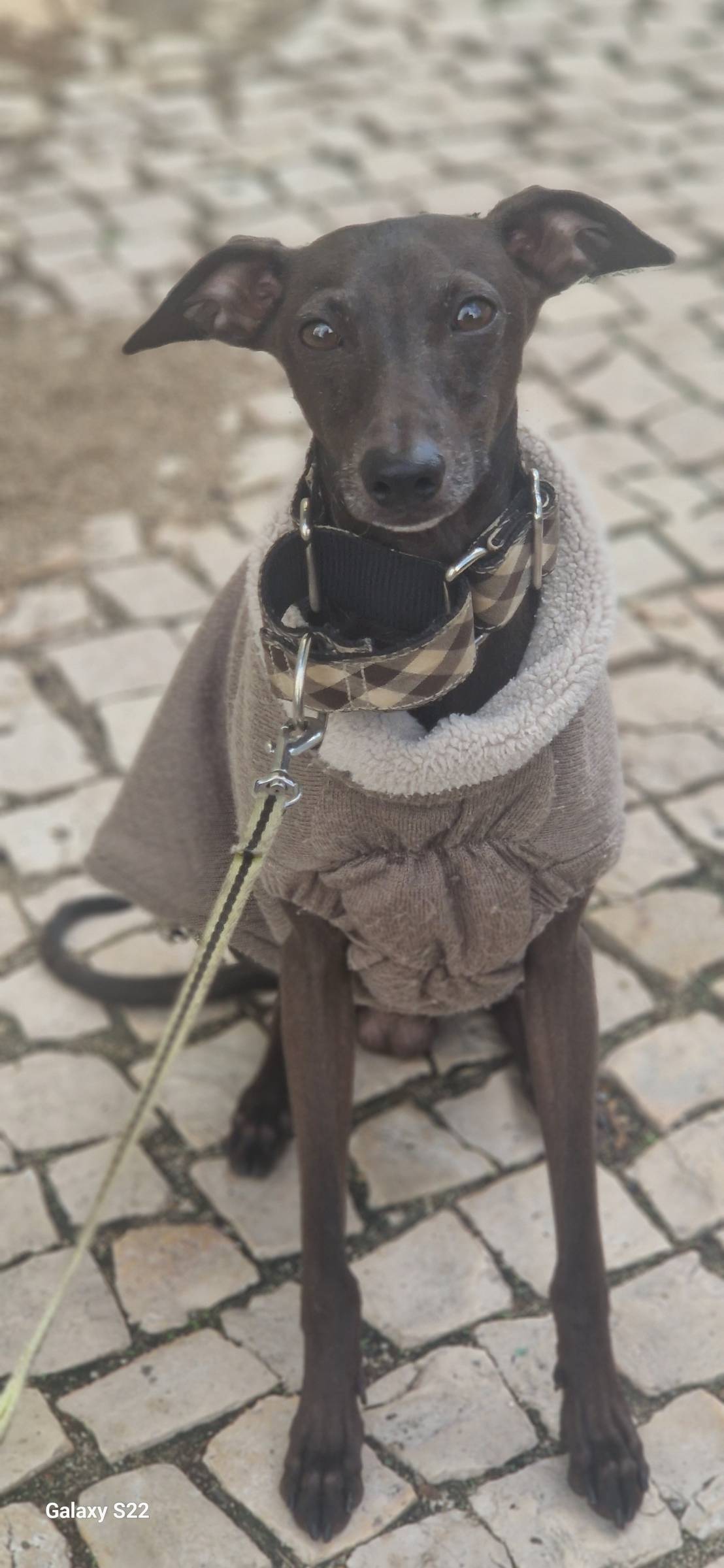 Petslover - Almada - Garderie pour chiens