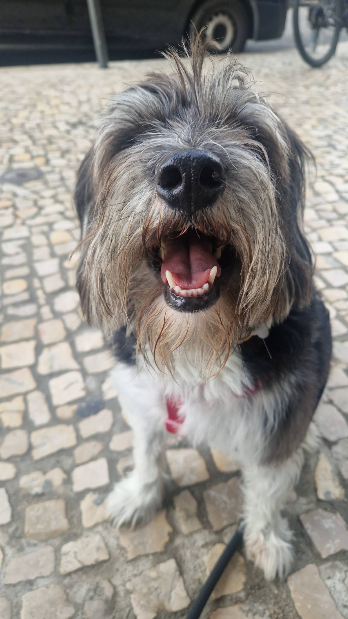 Petslover - Almada - Promenade de chiens