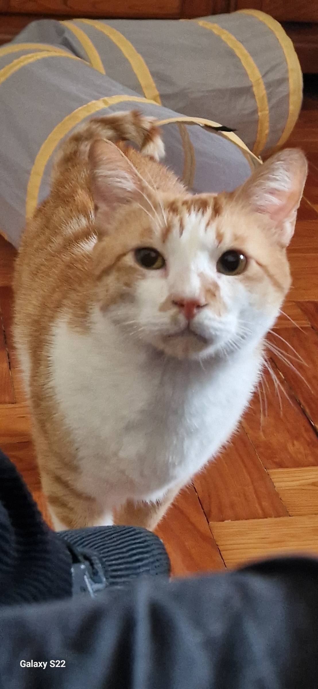 Petslover - Almada - Garde d'animaux