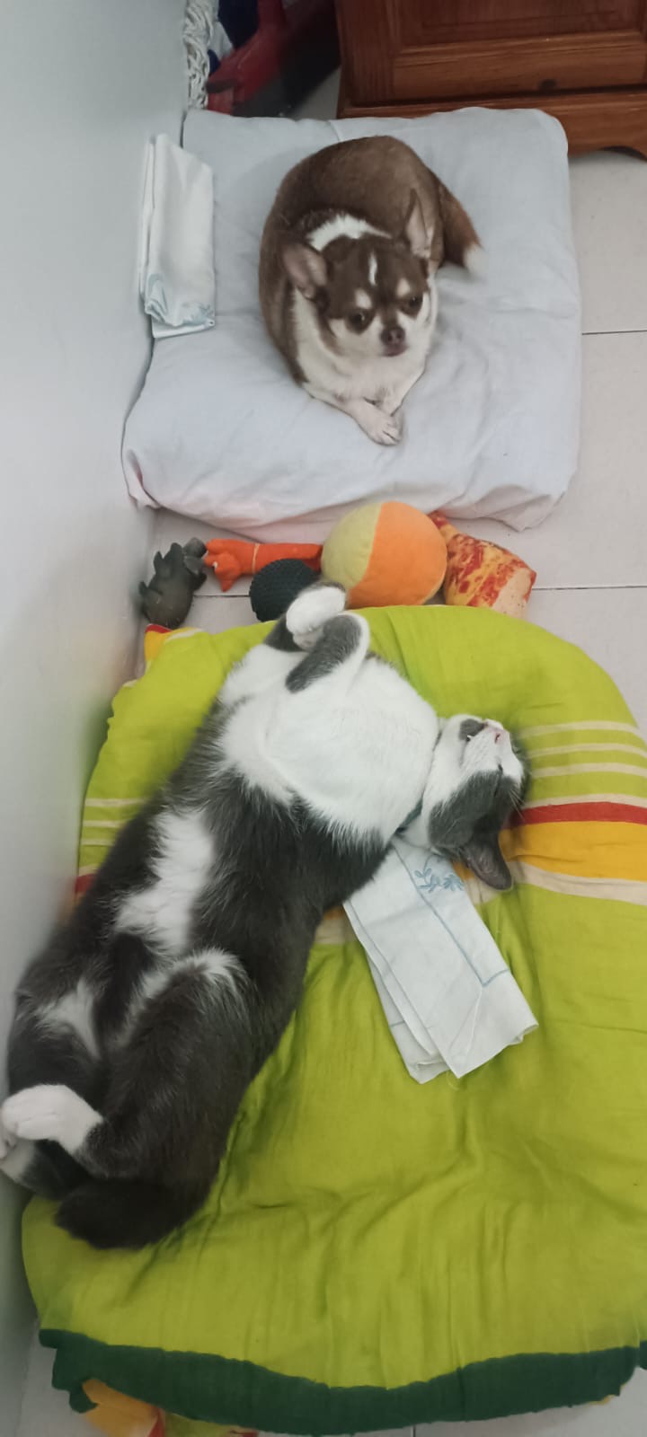 Maria Abrantes - Lisboa - Cuidar tus gatos