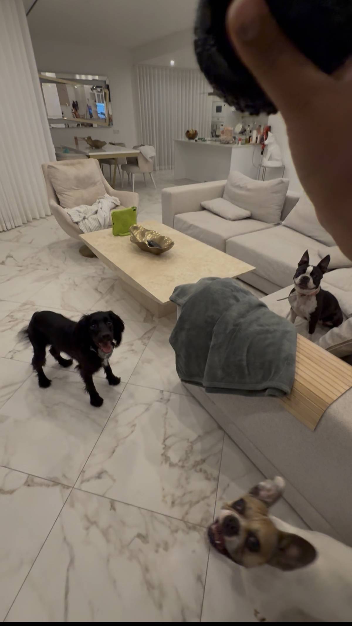 Catxorro Petsitting - Loulé - Cuidados para Animais de Estimação