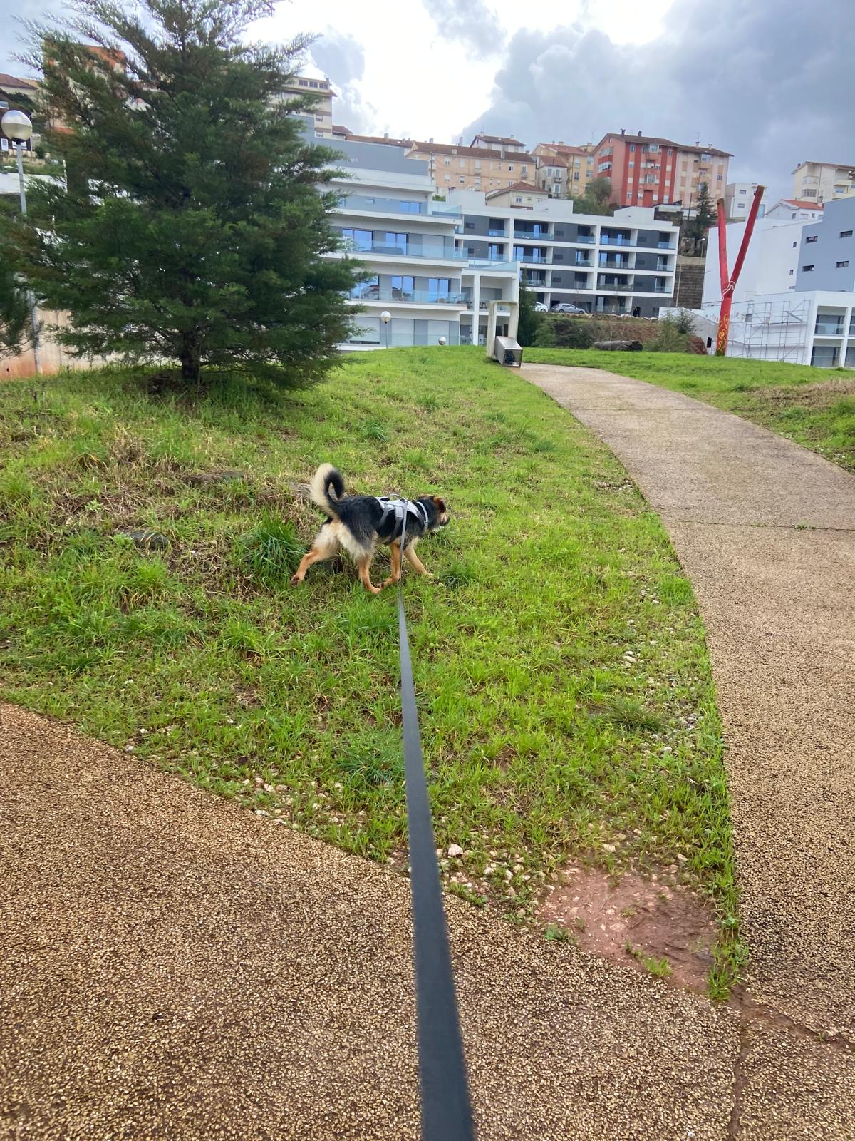 Hotel para Cães