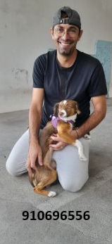 Simão Castro - Vizela - Cuidar tus perros