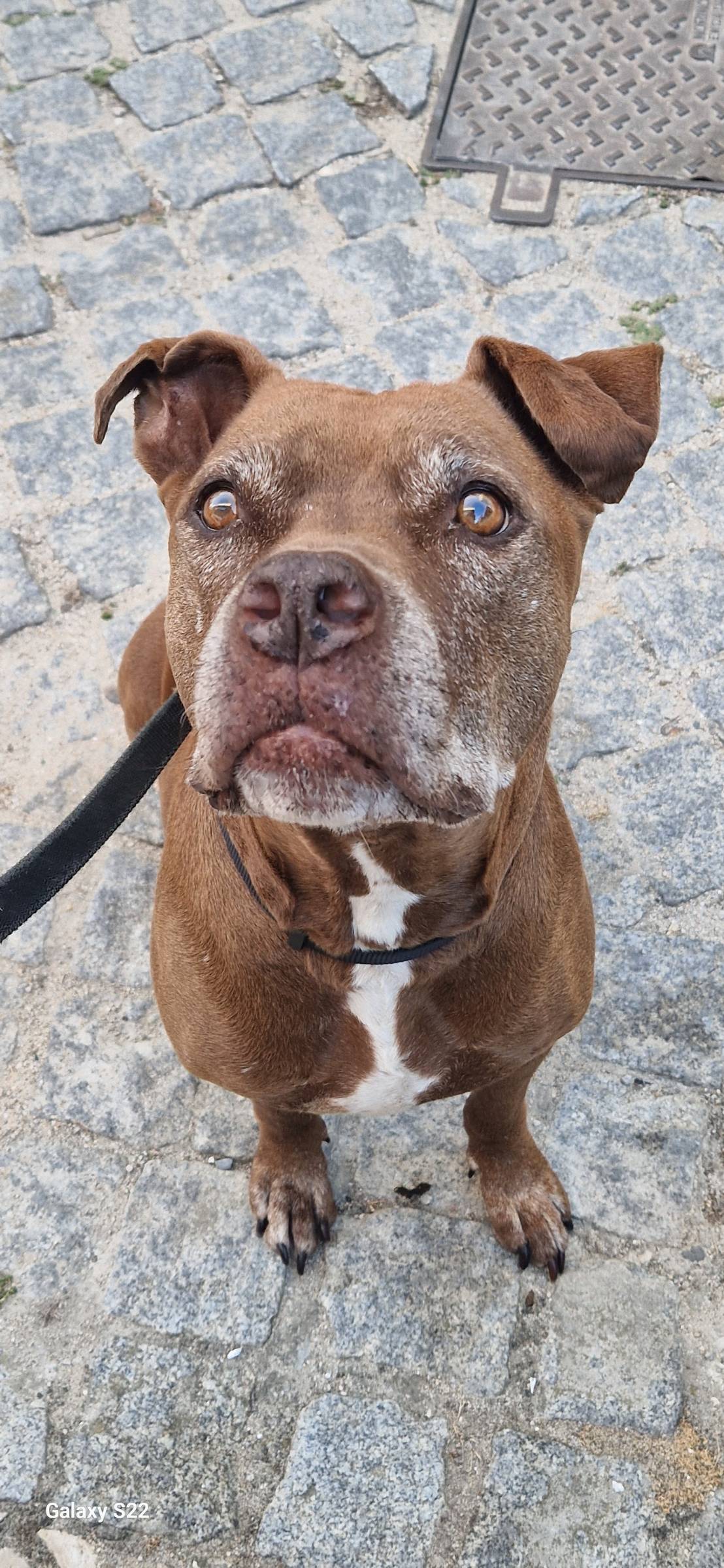 Petslover - Almada - Garde de chiens