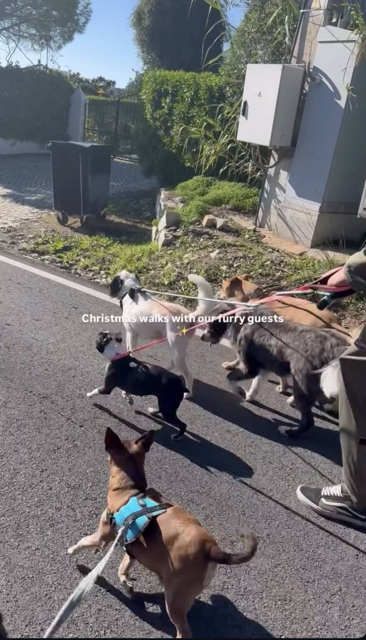 Catxorro Petsitting - Loulé - Dog Walking